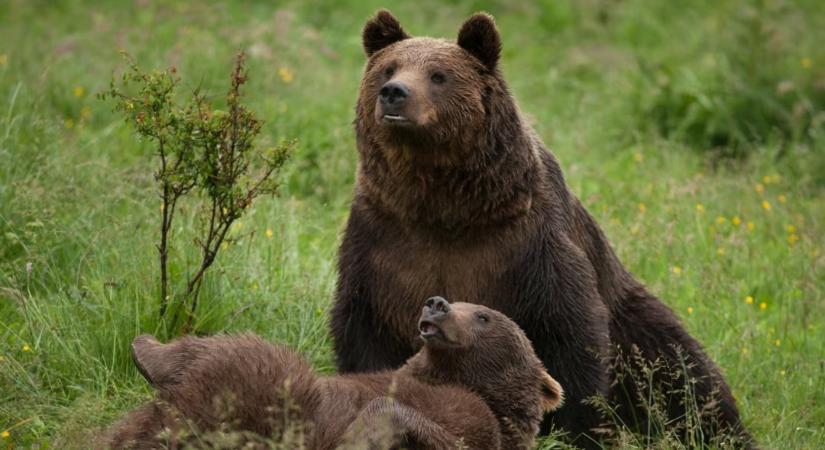 Tiltakoznak a civilszervezetek – Szlovénia több mint kétszáz medve kilövését engedélyezte