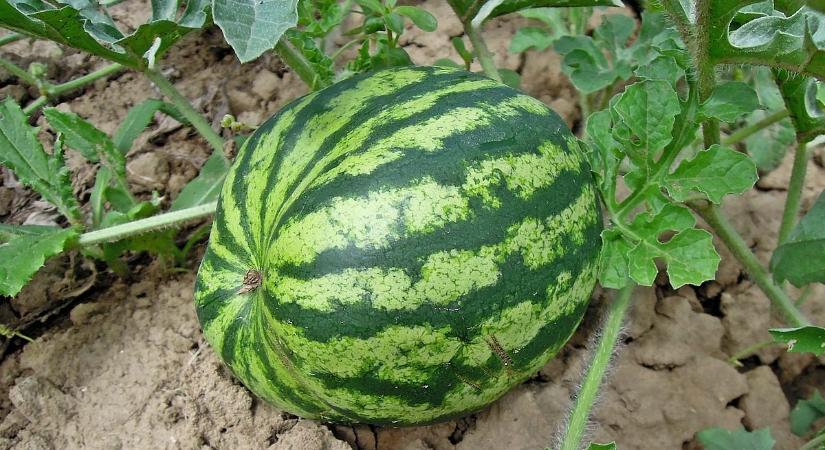 Júliusig várni kell a mézédes magyar dinnyére