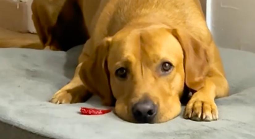 Megnyalja a labrador a chilit: a reakcióján (majdnem) mindenki nevet - Videó