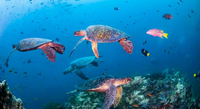 A Novotel és a WWF együttműködése új szintre lép az óceánok védelméért