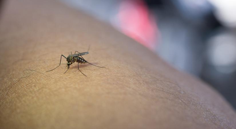 Biológiai Szúnyoggyérítés a Dunakanyarban