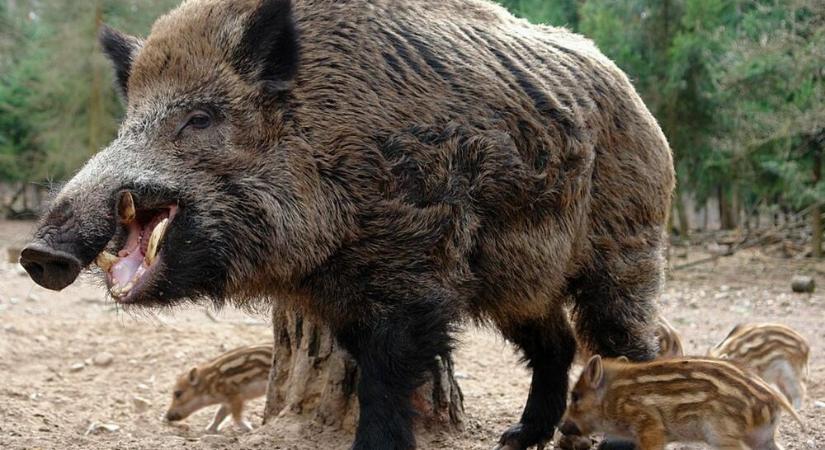 Ismét vaddisznók csatangolnak Pécsen, lehet vadászni rájuk