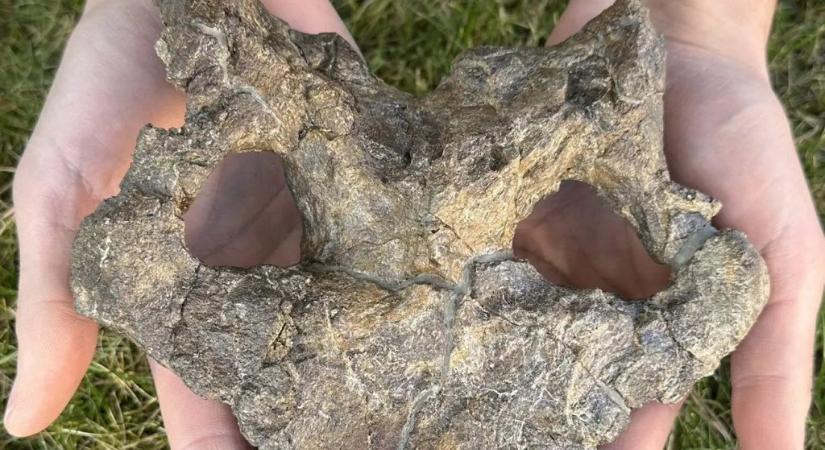 Bámulatos dinoszaurusz koponyára bukkantak Spanyolországban