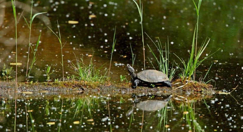Lassú vándorok nagy veszélyben – segíthetünk a teknősöknek túlélni a nyarat