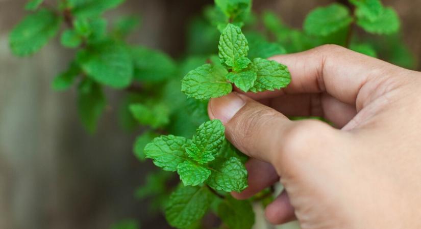 Az illat, ami csökkentheti az Alzheimer-kór tüneteit