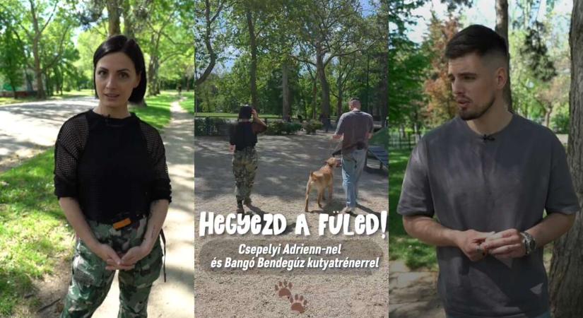 Ezek a kutyasétáltatás alapszabályai – Hegyezd a füled! (videó)