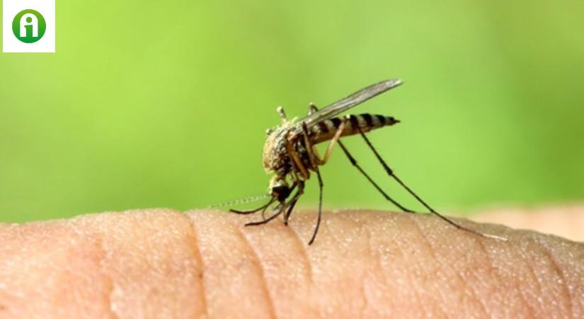 8 tipp a vérszívók elleni védekezéshez, ami tényleg működik