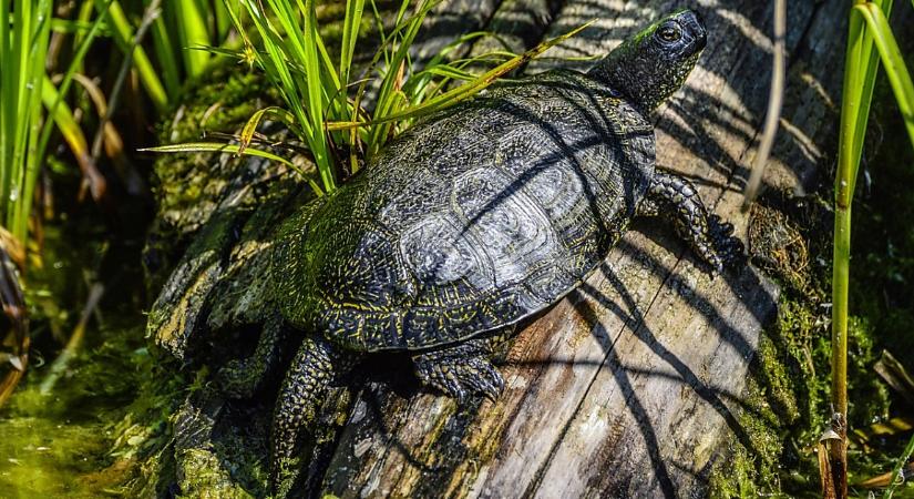 Ők nem tininindzsák! Úton átkelő teknősökre hívják fel a figyelmet a természetvédők