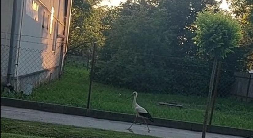 Dr. Bubó rendel: egy gólya kereste fel az orvosi rendelőt Baranyában – VIDEÓ