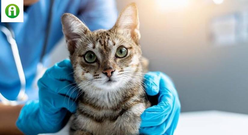A H5N1 vírus megjelenése a macskákban figyelmeztetés lehet egy közelgő világjárványra