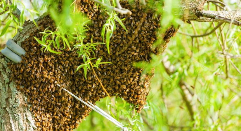 250 millió méh szabadult ki egy felborult kamionból