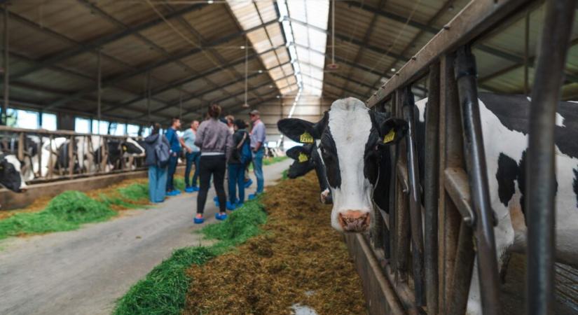 Az idei IFCN konferencia középpontjában a tejtermelés rezilienciája állt