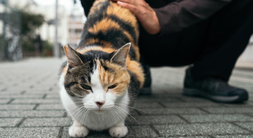 Így ellenőrizd helyesen, hogy a macskád bolhás vagy kullancsos-e