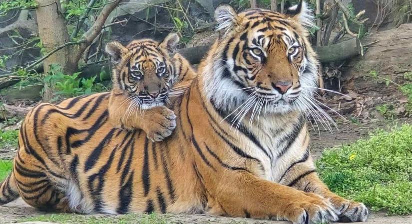 Mi legyen a neve a Nyíregyházán élő szumátrai tigris kölykének? Szavazzon!