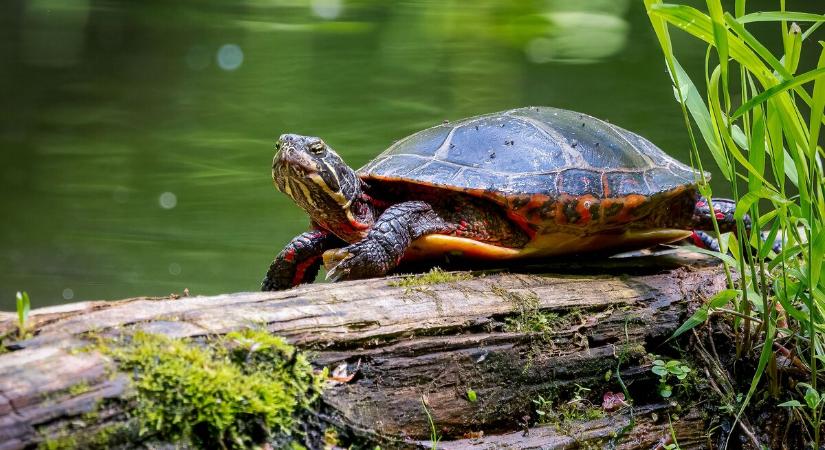 Megkezdték vándorlásukat a teknősök, figyeljünk rájuk az utakon