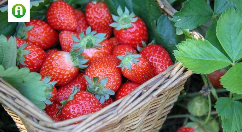 Megérkezett a hazai szamóca: borsos áron indult a szezon