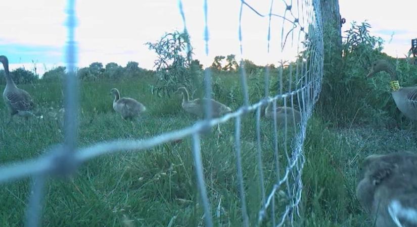 Így szállnak a ludak – Bájos videóval jelentkezett a Fertő–Hanság Nemzeti Park