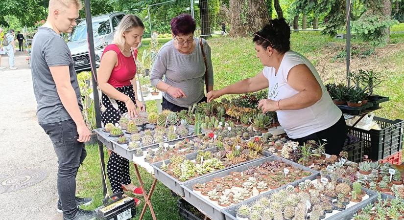 Lakását, kertjét tervezi? Hasznos tanácsokat kaphat a Népkertnél - fotók, videó