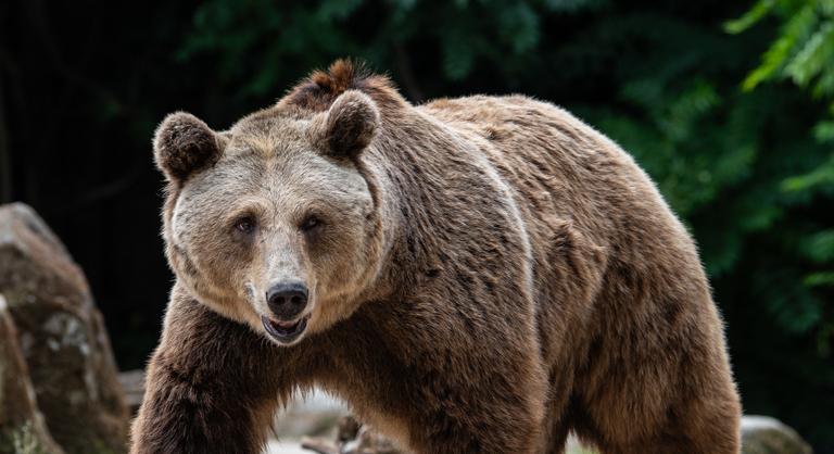 Változnak az étlapok, Szlovákiában engedélyezték a medvehús forgalmazását
