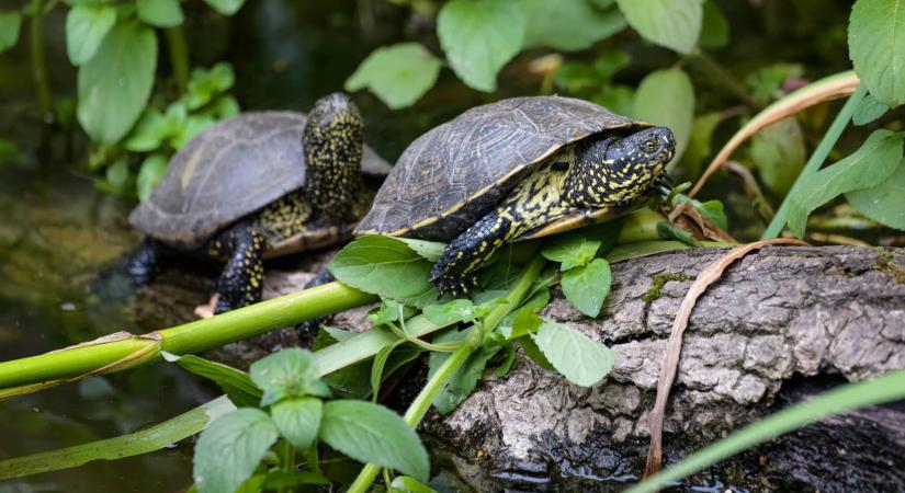 Közlekedj körültekintően, a teknősök nem néznek szét, mielőtt az útra lépnek!