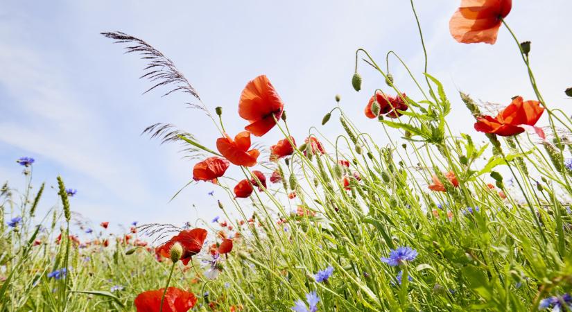 Orvosmeteo: strandidővel kezdődik a nyár, megviselhet a hirtelen jött meleg