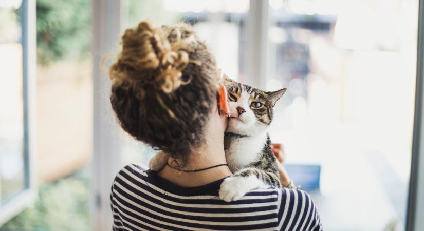A kandúrok bújósabbak? Ezt mondja a tudomány, és ezt a gazdik tapasztalata