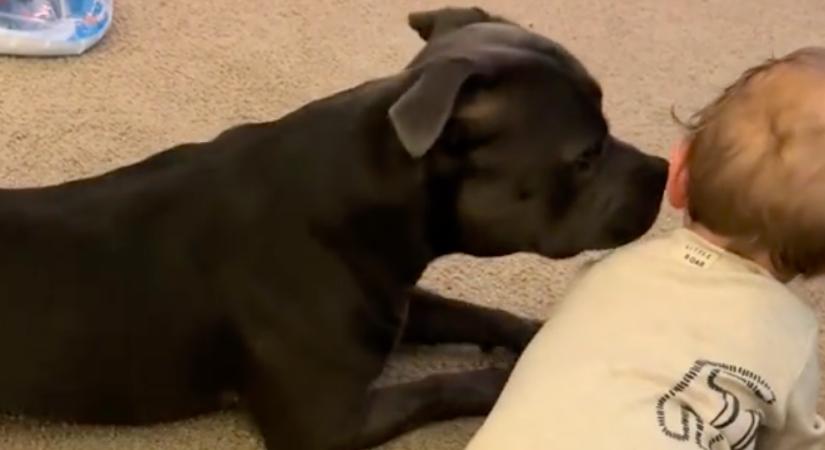 Mászni tanul a baba: amit a staffordshire terrier tesz, megolvasztja az anya szívét - Videó