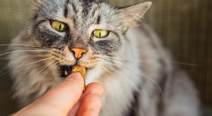A sörélesztő a macskák számára is hasznos étrend-kiegészítő lehet ezekben a helyzetekben
