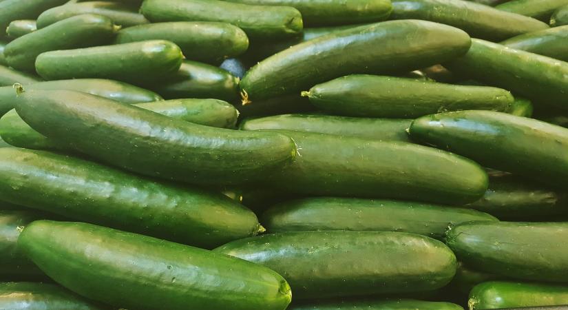 Megugrott az orosz kígyóuborka-import Lengyelországban