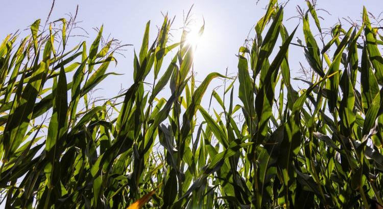 A gazdálkodás jövedelmezőségét növeli a Syngenta új csapata