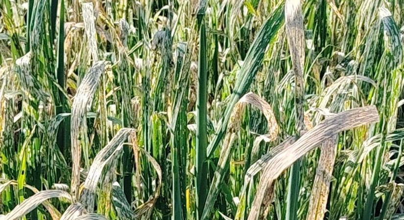 Nő a nyomás a kalászosokon: kórokozók és kártevők