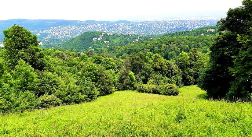 Valakinek nagyon "elgurult a gyógyszere" a Normafán – fotó