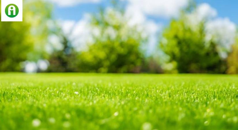 Hogyan menthetjük meg a kiszáradt gyepet kánikula idején?