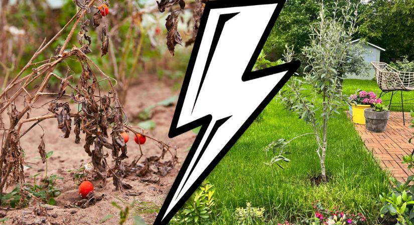 Menthetetlen növénygyilkos, esetleg a virágok legjobb barátja vagy?