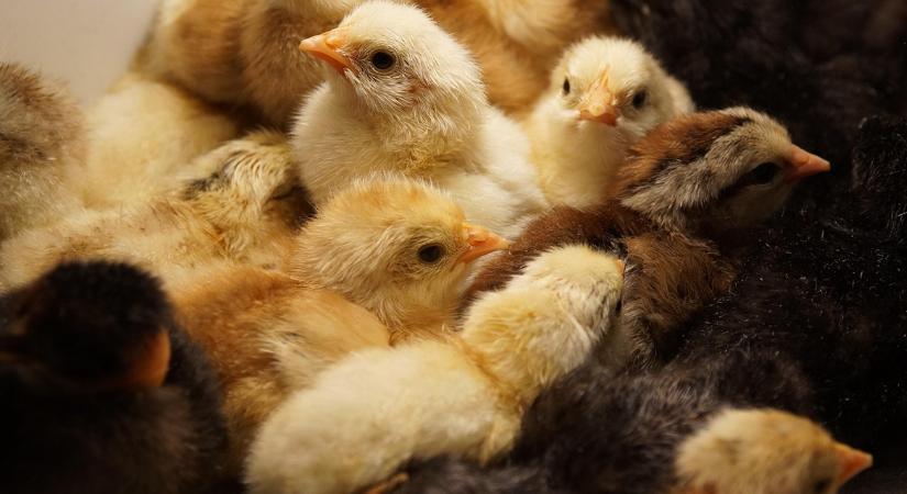 Természetes alternatívák: így helyettesítheted az antibiotikumot csirkéknél