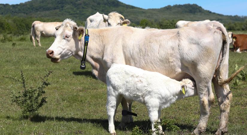 A száj- és körömfájás járványnak lassan vége, de a gazdasági hatásaira megoldást kell találni