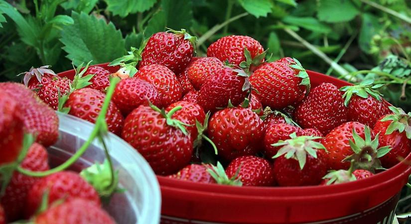 Szürkepenész a szamócán: miért ilyen súlyos idén a fertőzés?