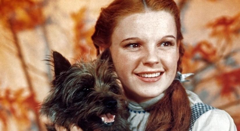 Toto, aki Hollywood aranykorában a legnagyobb négylábú sztár volt