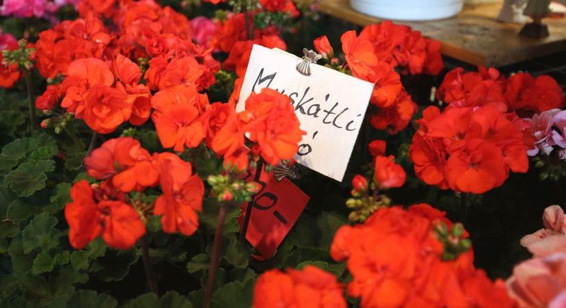 Így marad gyönyörű a muskátli egész nyáron – tippek egy kertésztől