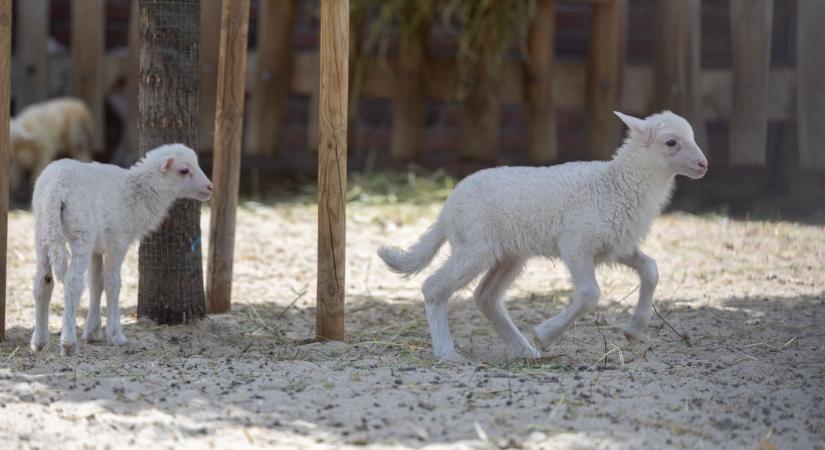 Bébibumm a Veszprémi Állatkertben – kenguru, lámák, tevék és egy tündéri vikunya is született (galériavideó)