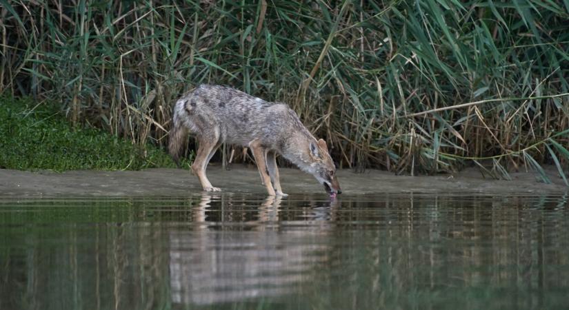 Halálós kór terjed a Balatonnál: elég egy koszos gyümölcsöt megenni, többen már meghaltak
