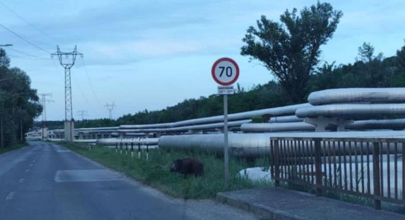 70-es táblánál fotózták le Pécs közepén a vaddisznót