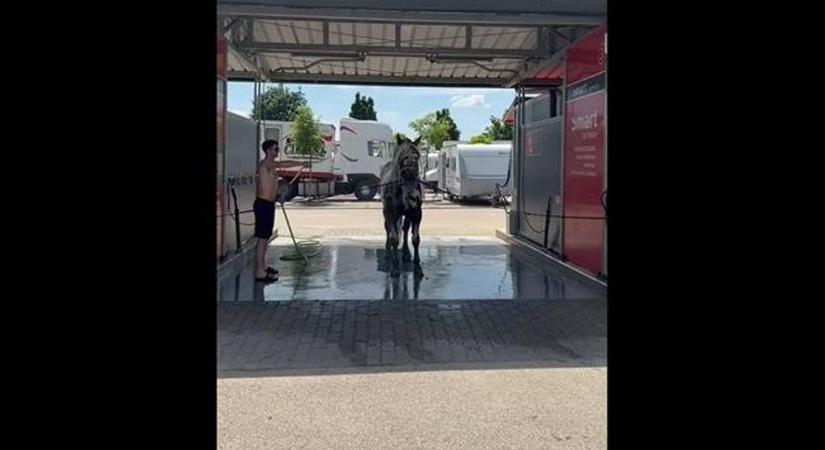 Richter József autómosóba vitte a lovát, de arra nem számított, ami ott történt – videóval