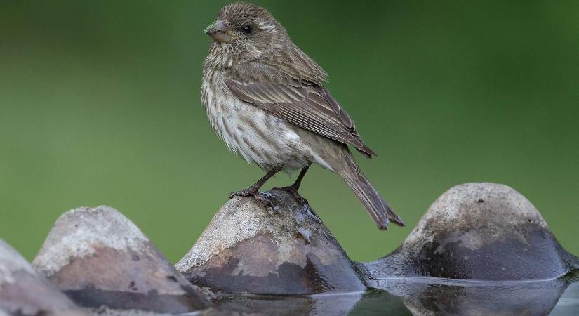 Madárbarát kert: itatóval a biodiverzitásért