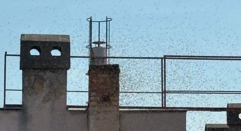 Rendkívüli vészhelyzet Pécs belvárosában: ne menj ki az utcára! (FOTÓKVIDEÓ)