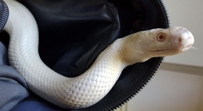 Mérges kígyókat vitt a csomagjában az utas, azonnal kitört a pánik