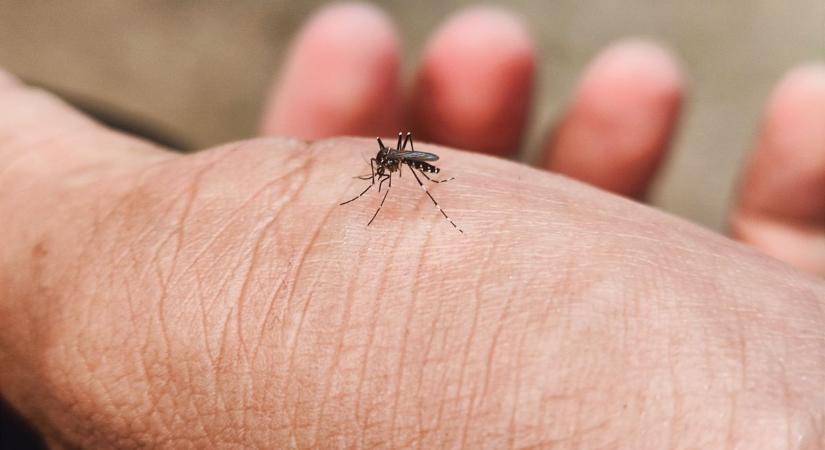 Megérkezett a nyár, jönnek a szúnyogok is – Győr-Moson-Sopronban is kezeléseket végeznek