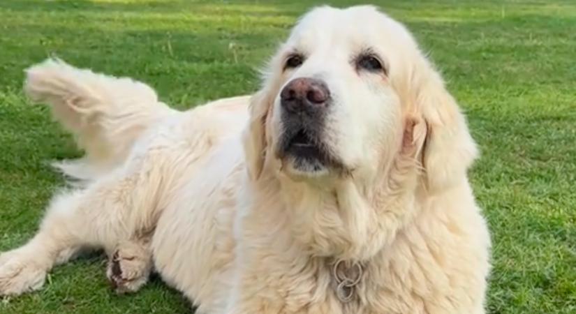 Rájön az öreg golden retriever, hogy tud ugatni: ami ezután történik, milliókat nevettet meg - Videó