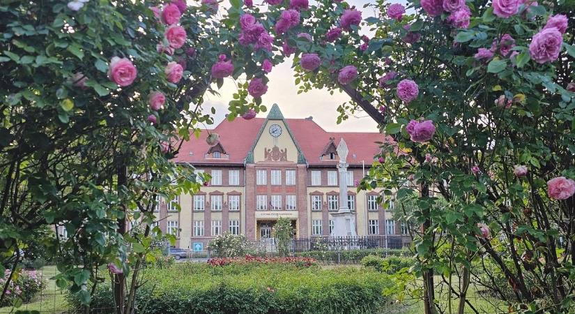 Ezt látnod kell! Virágba borult a rózsakert a kecskeméti gimnáziumnál – galériával