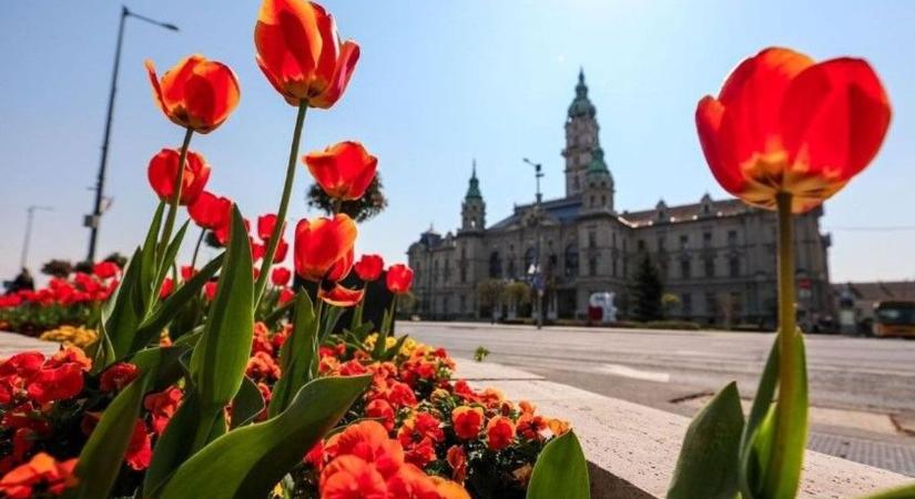Virágos Városunk Győr 2025 – Június 10-ig lehet pályázni